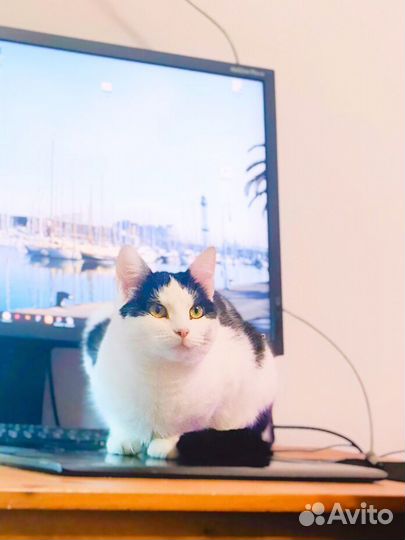 Жила в клетке