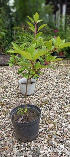 Гортензия метельчатая Винс Ред