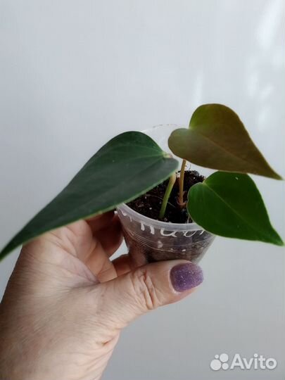 Антуриум рейнбоу чемпион