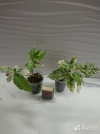 Гибискус snow queen