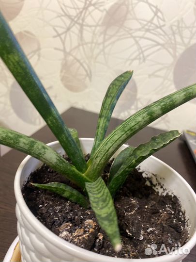 Сансевиерия Бонселенсис