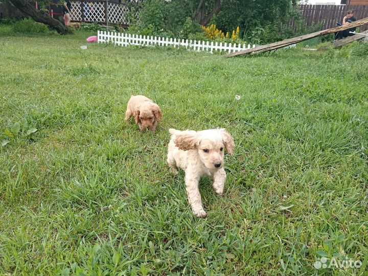 Щенок спаниеля