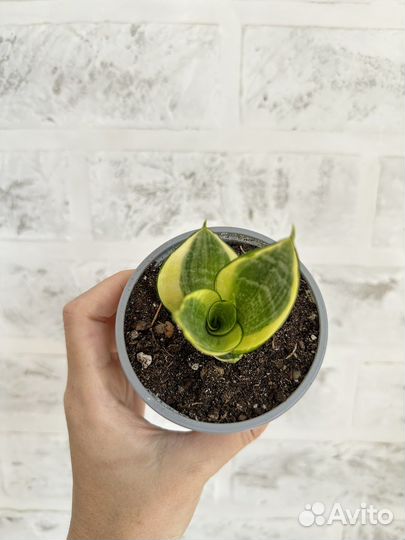 Сансевиерия ханни голд