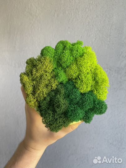 Стабилизированный мох, 1 кг, цвет Оливковый