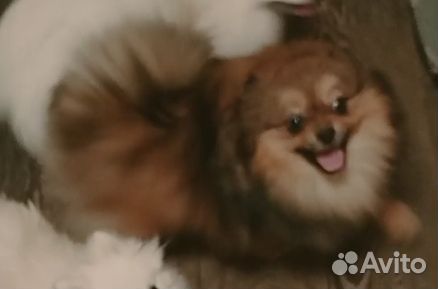 Померанский шпиц девочки и мальчик