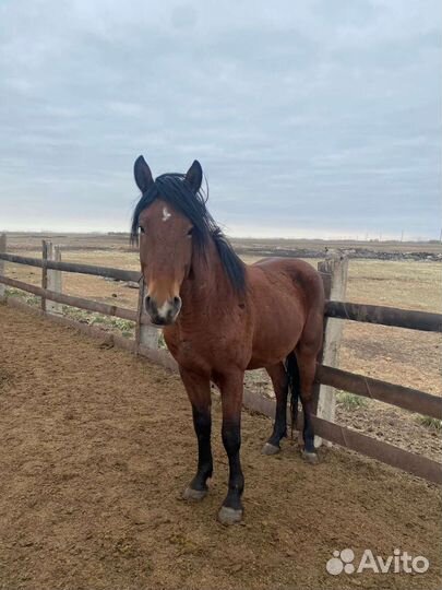 Продажа - обмен овец, лошадей, крс