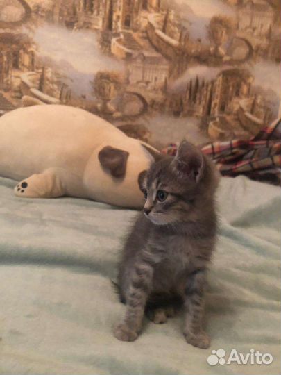 Кошка в дар