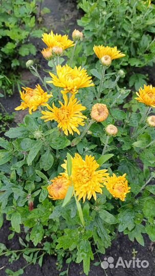 Хризантема кустовая