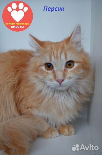 Рыжий котик