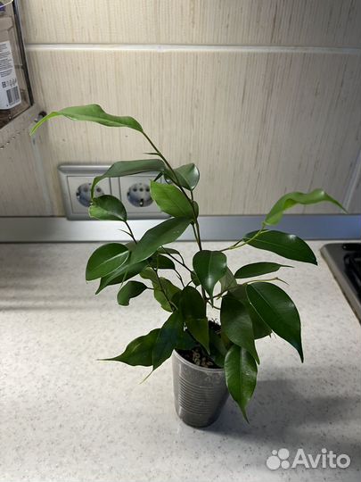 Фикус бенджамина