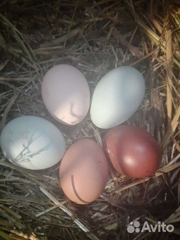Яйцо домашнее