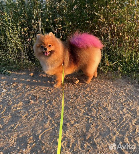 Передержка животных зооняня