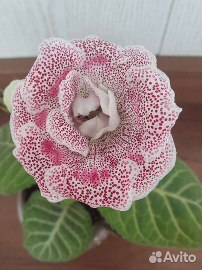 Глоксинии цветущие разные