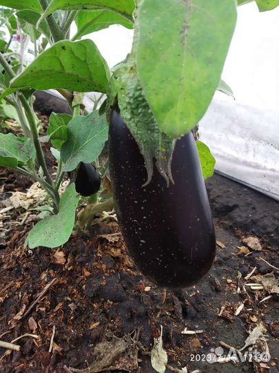 Овощи с дачи