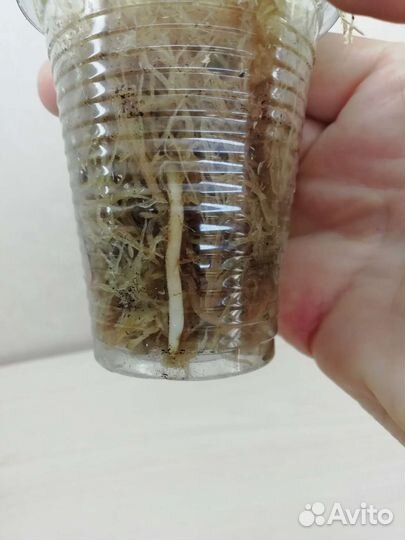 Сциндапсус Moonlight