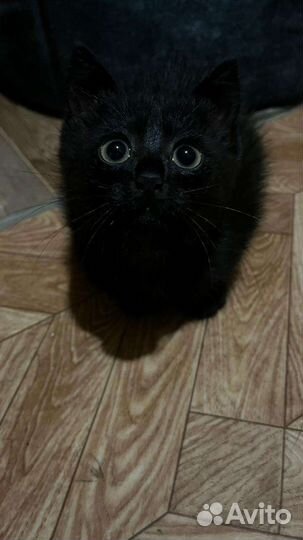 Котенок (девочка)