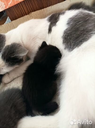 Котята в добрые руки