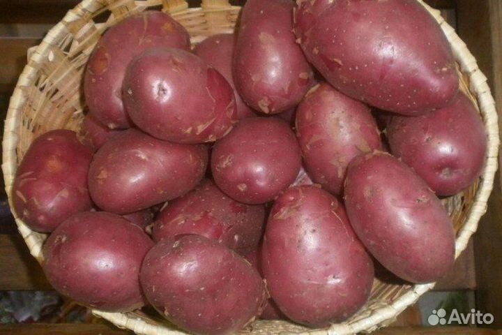 Картофель семенной Эволюшн (посадочный материал)