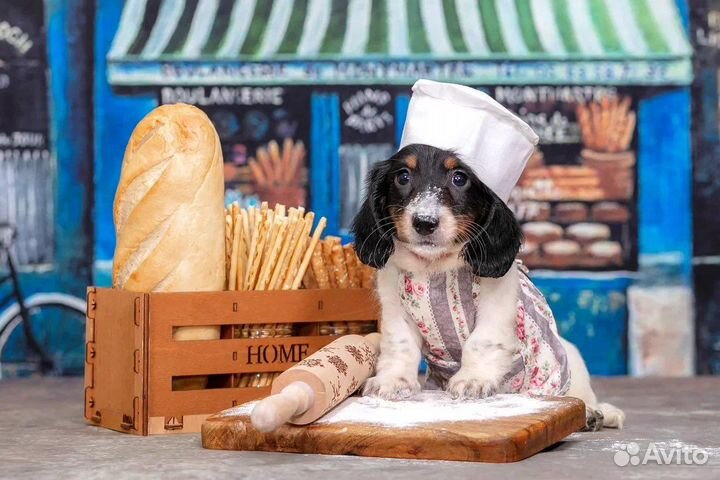 Такса кроличья/ миниатюрная окрас пайболд