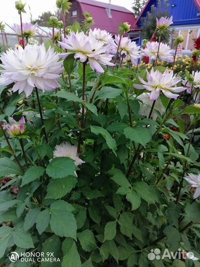 Георгины клубни