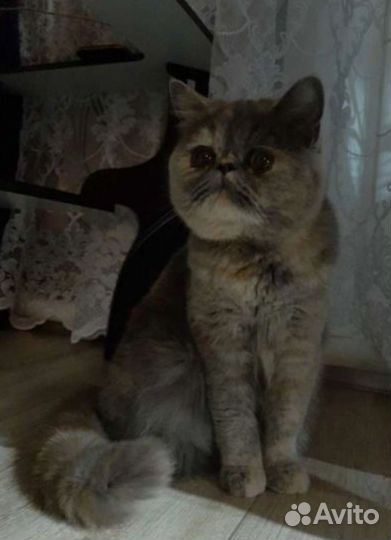 Экзотическая кошка