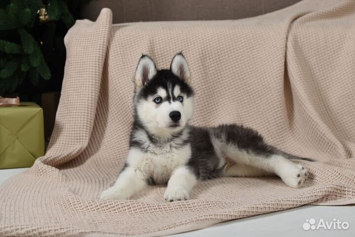Щенки породы Сибирский хаски