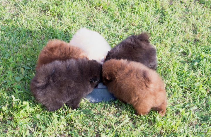 Померанский шпиц, разные окрасы