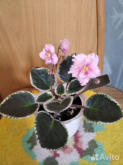 Фиалки и пеларгонии