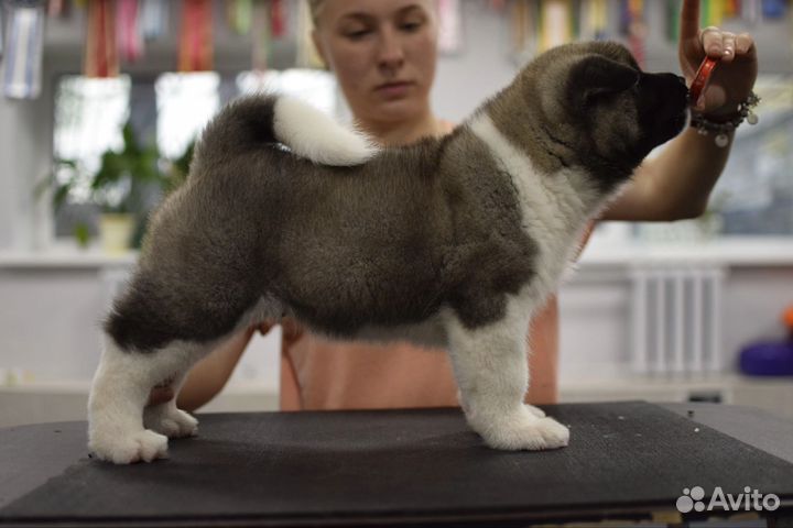 Щенки американской акиты