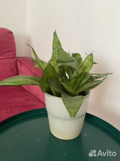 Сансевиерия