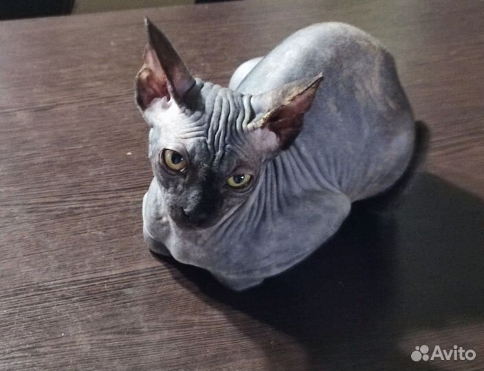 Консультации для всех - Канадского сфинкса котята