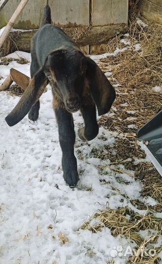 Англо-нубийские козлики 100 %