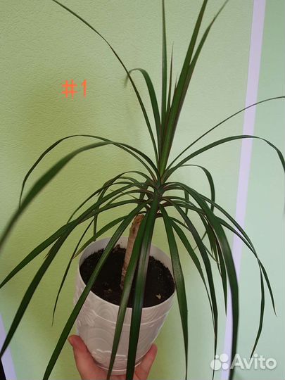 Пальма драцена