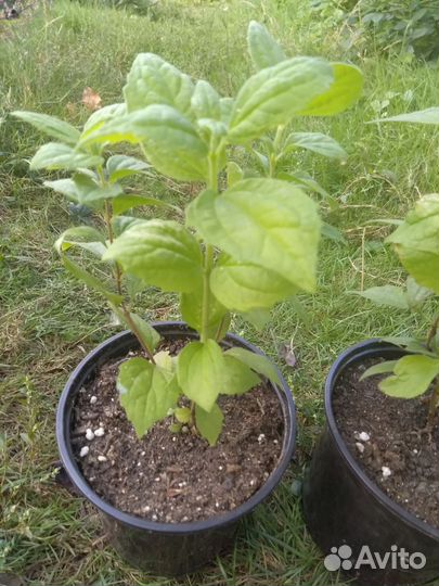 Чубушник (Садовый жасмин)