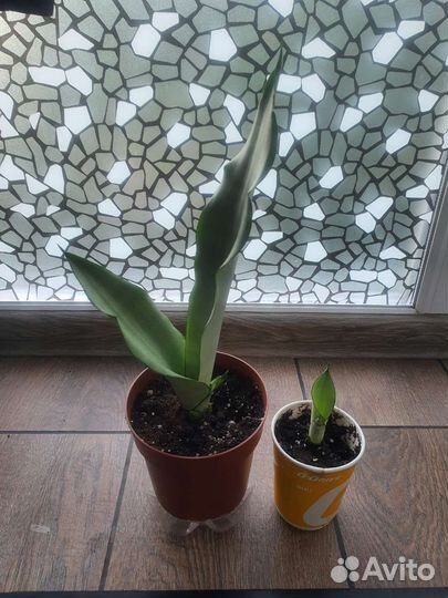 Сансевиерия Муншайн Лауренти Микс