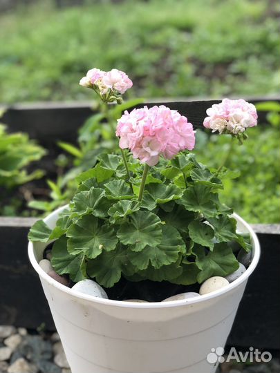 Пеларгония герань сорт dovepoint