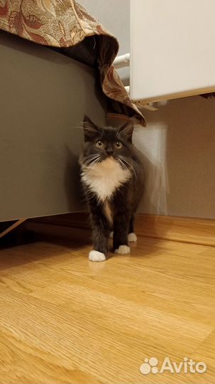 Котенок бесплатно