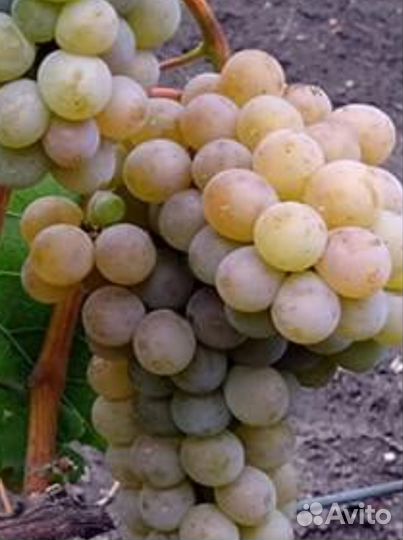 Виноград