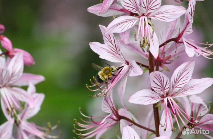 Ясенец -Неопалимая Купина