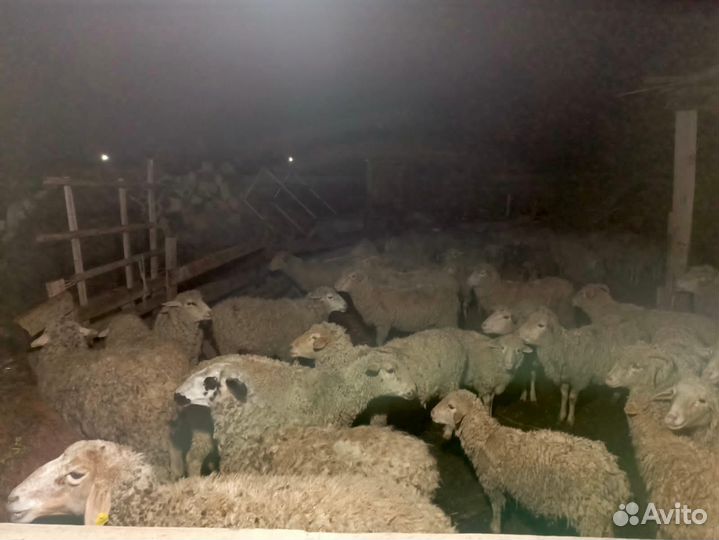 Овцы бараны ягнята