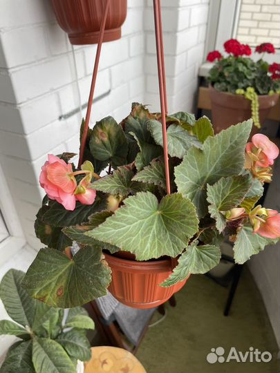 Бегония english rose