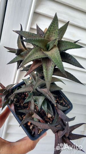 Растения комнатные