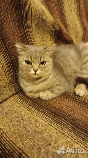 Стерилизованная кошечка