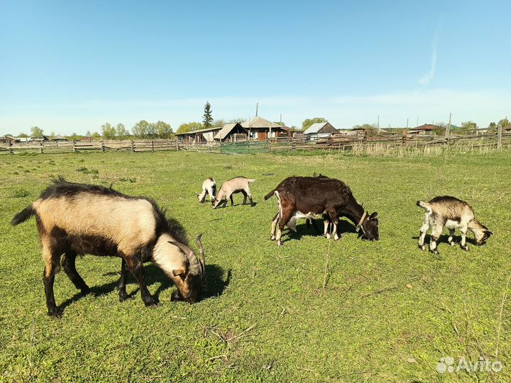 Козлята и подрощенные козы