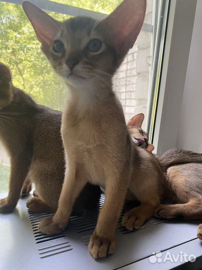 Абиссинские котята