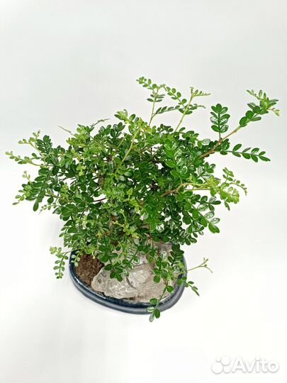 Бонсай зантоксилумzanthoxylum