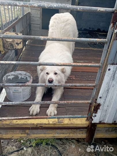 Собака алабай