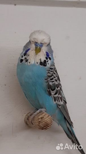 Выставочный волнистый попугай,ввп,чех