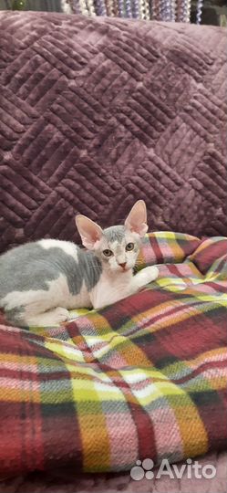 Котёнок Сфинкс