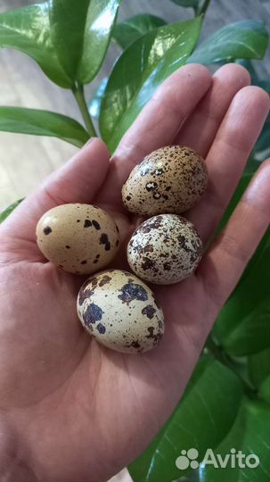 Перепелиные яйца,цыплята